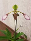 Paphiopedilum lowii